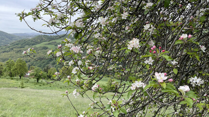 Blooming apple tree against the backdrop of a mountain landscape on a cloudy