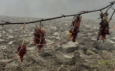 Close-up of a bunch of dry grapes on the vine in late autumn against the backdrop of large clods of plowed earth