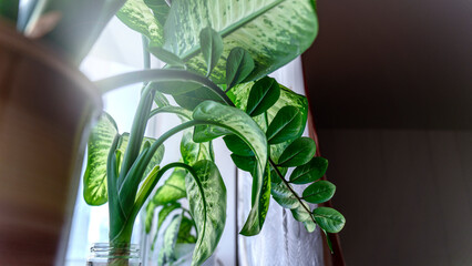 Close up of lush green indoor plants in sunlight by window highlighting vibrant leaves and stems....