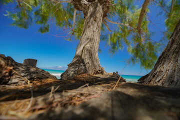 closeup tree on the  beach of Alykes