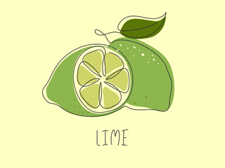 Hand drawn fresh juicy lime. Tropical citrus fruit background. Element for design. Doodle illustration. Ingredient for lemonade, mojito cocktail