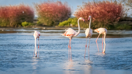 Pink Flamingos in Lagoon