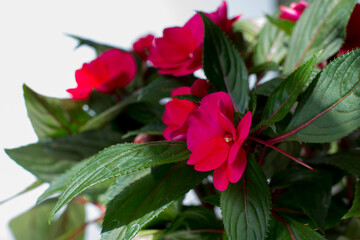 red begonia flower on a white background.