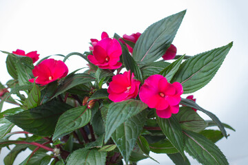 red begonia flower on a white background.