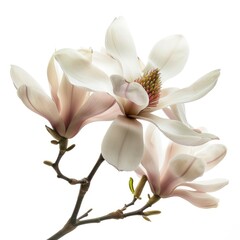 A Magnolia Flower Exudes Delicate Beauty Against A Clean White Backdrop, Illustrations Images