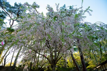 千秋公園の枝垂れ桜