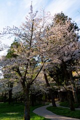 千秋公園の枝垂れ桜