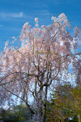 千秋公園の枝垂れ桜