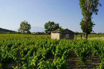 Fototapeta na wymiar vineyards in Zakynthos island