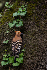 A common hoopoe (Upupa epops) in the entrance of its nest in an old oak