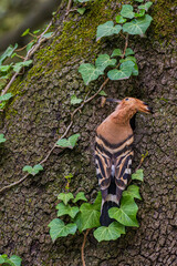 A common hoopoe (Upupa epops) in the entrance of its nest in an old oak