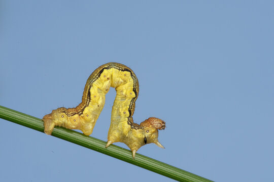 Chenille arpenteuse de l'Hibernie d&eacute;foliante (Erannis de foliaria)