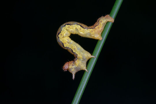 Chenille arpenteuse de l'Hibernie d&eacute;foliante (Erannis de foliaria)