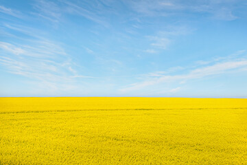 Canola field with cloudy sky