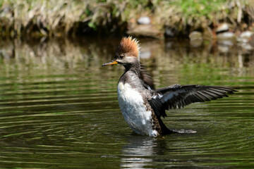 Female Hooded Merganser duck stretching its wings on the water 