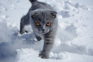 cat in snow