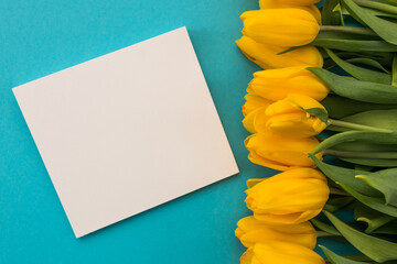 place for text or inscriptions. greeting card, banner, fresh yellow tulips on a blue background