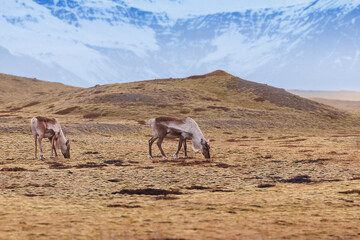 Adorable mooses roaming in frozen landscape, icelandic region with snow covered peaks in distance. Captivating fauna in iceland natural world, scandinavian animals in natural park.