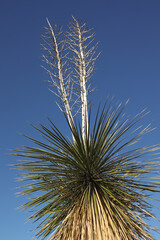 Yucca plant