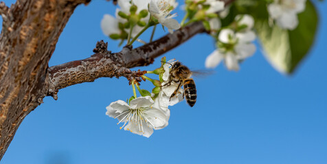 Close-up of a bee obtaining nectar from a plum blossom and pollinating © C P