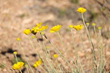 Desert marigold, yellow wildflowers
