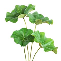 Green Lotus Leaves, With Clipping Paths Included, Create A Serene Atmosphere Against A White Background, Illustrations Images