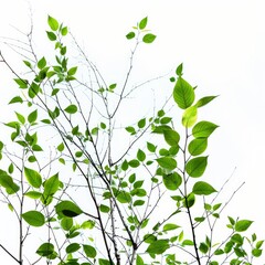 Obraz premium Green Tree Leaves And Branches Stand Out Against A Pure White Background, Illustrations Images