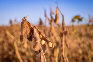Soybean in a field, ready to be harvested