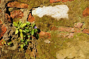 Muschio su un vecchio muro, Italia