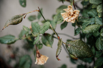 roses in the rain