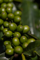 Frutos de café verde em galho de árvore cafeeira em plantação no estado de Minas Gerais, Brasil