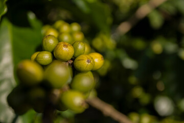 Frutos de café verde em galho de árvore cafeeira em plantação na cidade de Varginha, no estado...