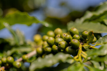 Frutos de café verde em galho de árvore cafeeira em plantação na cidade de Varginha, no estado de Minas Gerais, Brasil