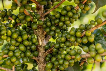 Frutos de café verde em galho de árvore cafeeira em plantação no estado de Minas Gerais, Brasil