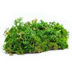 Fototapeta premium Moss Adds A Touch Of Greenery And Natural Beauty To Any Environment, Illustrations Images