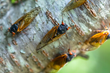 Chorus of the Cicadas: The Fascinating Tale of Magicicada Cassini