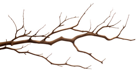 Fototapeta premium PNG Plant tree driftwood branch.