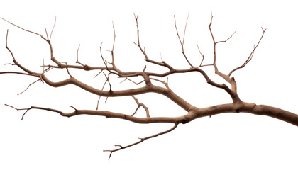 Fototapeta premium PNG Plant tree tranquility branch.