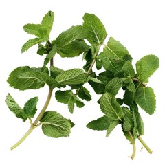 Sprigs Of Mint Leaves Are Arranged In A Captivating Still Life Composition, Illustrations Images