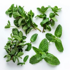 Sprigs Of Mint Leaves Are Arranged In A Captivating Still Life Composition, Illustrations Images