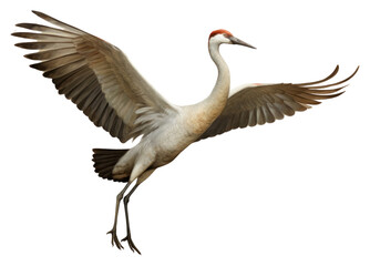 Obraz premium PNG Crane bird painting animal ciconiiformes.