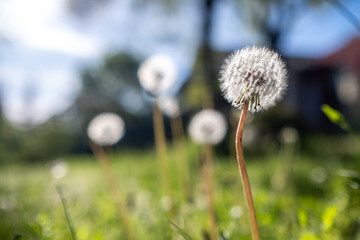 Wild and natural dandelions are glowing in the backlight on a sunny background in the middle of a spring field. They are a symbol of spring