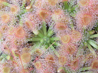 Zbliżenie na listki rośliny z gatunku drosera pulchella