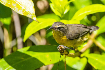 Pássaro em um galho cercado por folhas, Cambacica / Bird on a branch surrounded by leaves, Bananaquit