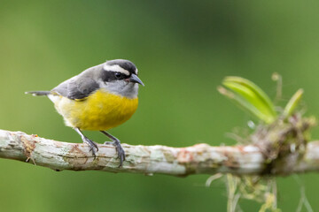 Pássaro pousado em um galho, Cambacica / Bird on a perch, Bananaquit