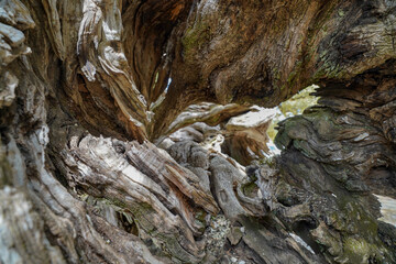 Old olive tree of Zakynthos