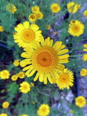 yellow flowers in the garden