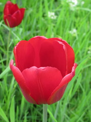 Zbliżenie na czerwony kwiat tulipana