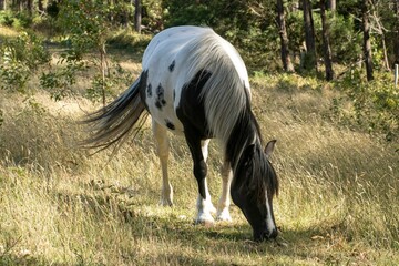 A piebald black and white horse peacefully grazing in a field