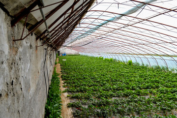Strawberries growing in a greenhouse in China